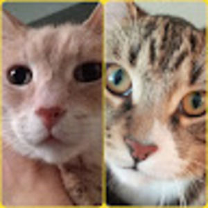 Meet your Posher, Murisonfamily